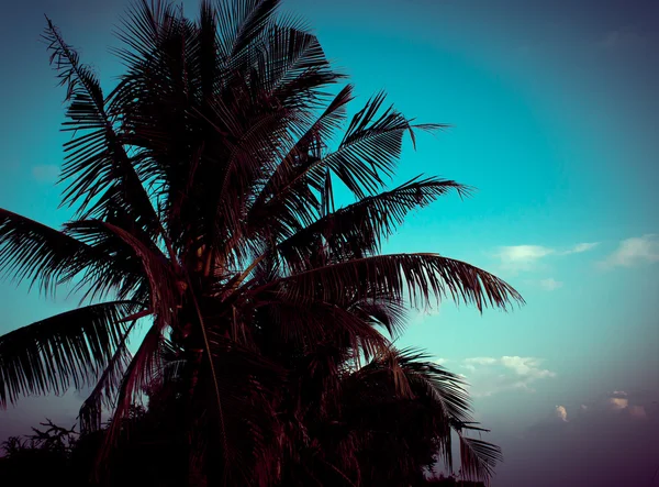 Retro palm background — Stock Photo, Image