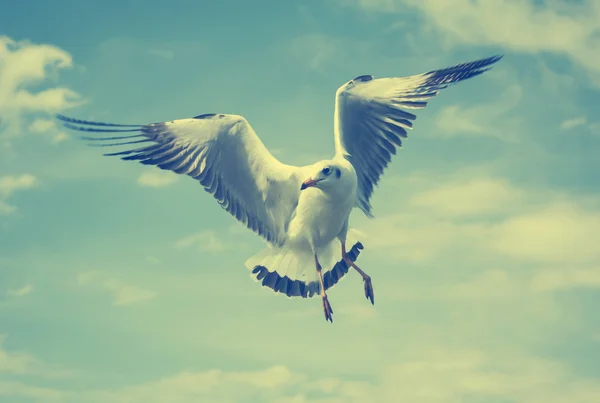 Sea gull — Stock Photo, Image