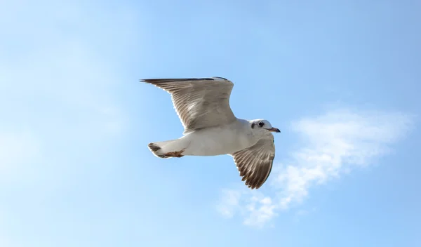 Seagull — Stock Photo, Image