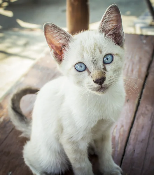 Kleine Katze — Stockfoto