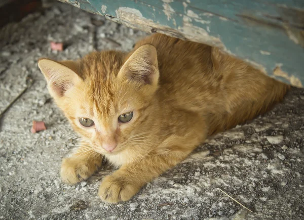 Piccolo gatto — Foto Stock