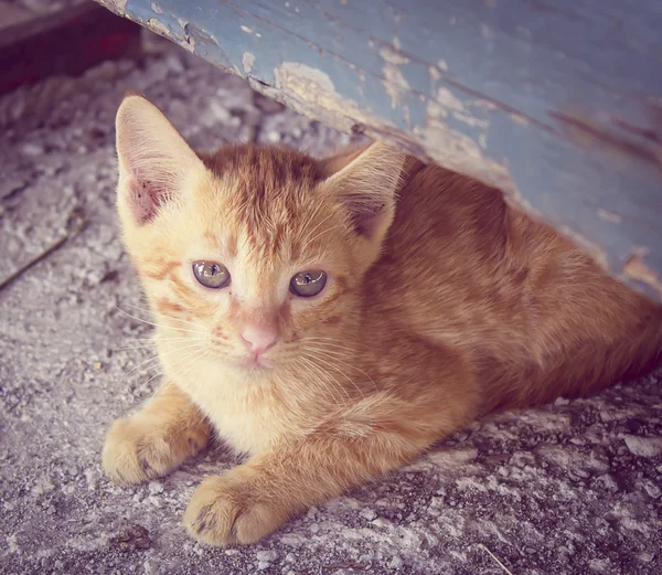 Kleine kat — Stockfoto