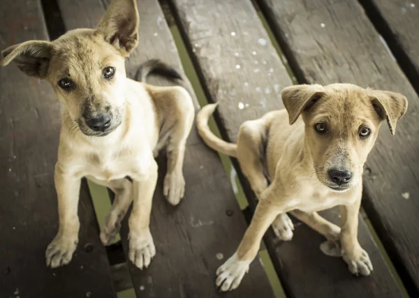 Köpek yavrusu