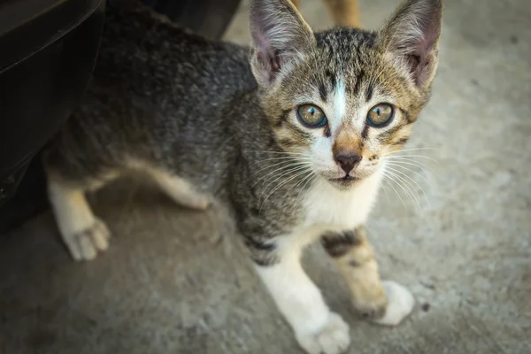 Kitten — Stock Photo, Image