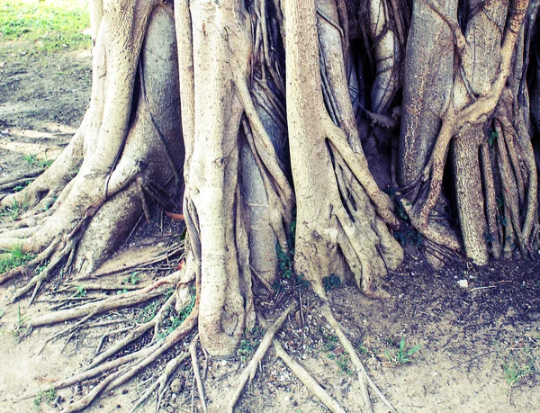 Kořen stromu — Stock fotografie
