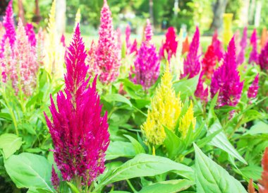 tüylü cockscomb çiçeği veya celosia argentea.