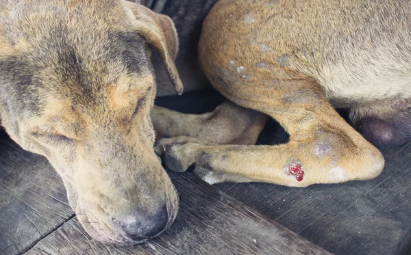 yaralı sokak köpekleri