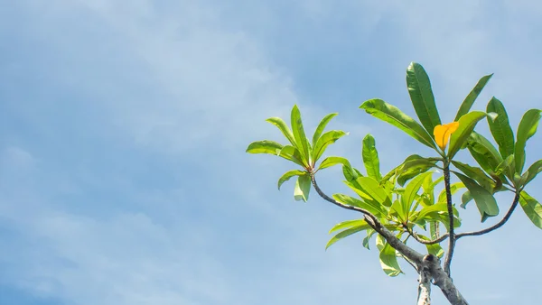 Blick unter den Baum. — Stockfoto