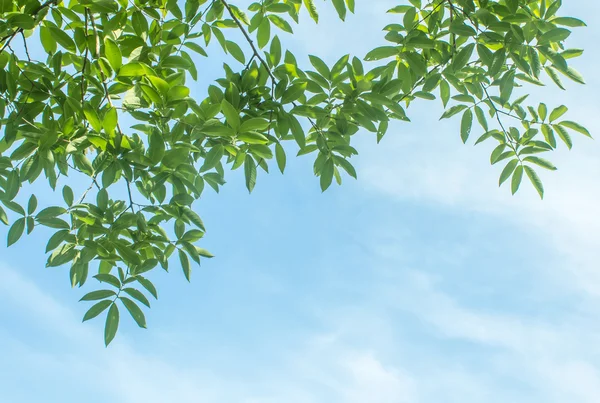 Blick unter den Baum. — Stockfoto