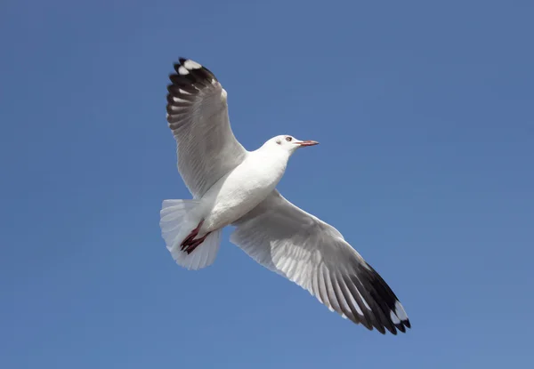 Één sea gull vliegen — Stockfoto