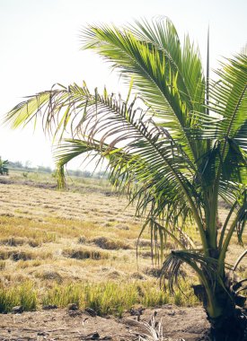 Hindistan cevizi ağacı
