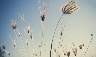 pirinç alan çimen çiçek