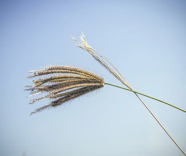 Pirinç alan çimen çiçek — Stok fotoğraf