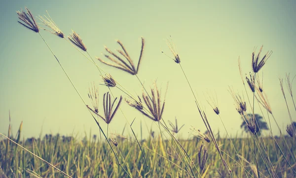 Kwiat trawy w ryżowym polu — Zdjęcie stockowe
