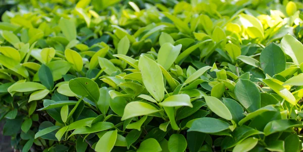 Arbusto verde textura de fundo — Fotografia de Stock