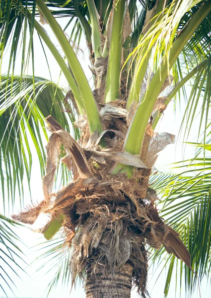 Закрыть кокосовые пальмы — стоковое фото
