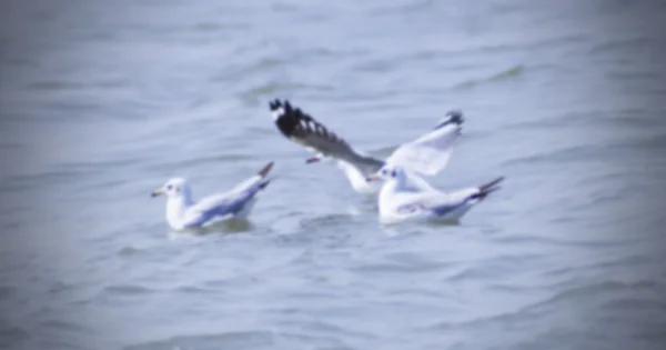 Seagull — Stock Photo, Image