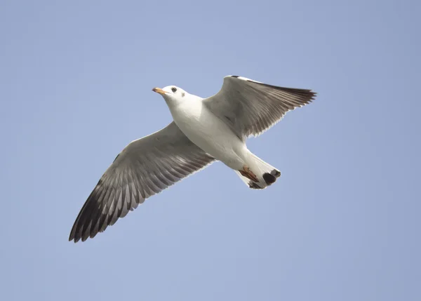 Meeuw — Stockfoto