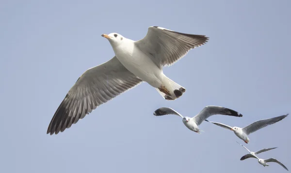 Meeuw — Stockfoto