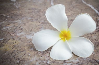 Beyaz ve sarı frangipani çiçek