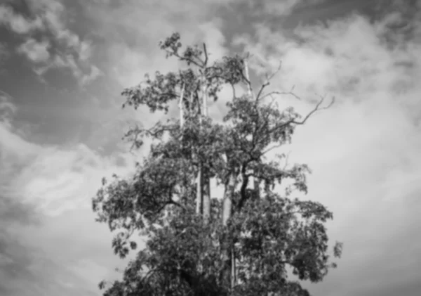 Treetop  black and white color style — Stock Photo, Image