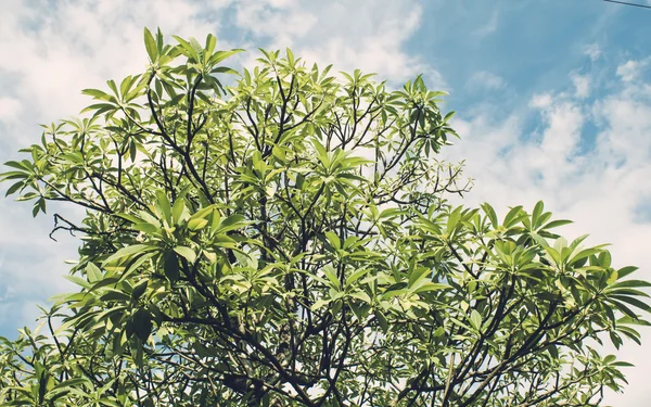 Árvore no fundo do céu azul — Fotografia de Stock