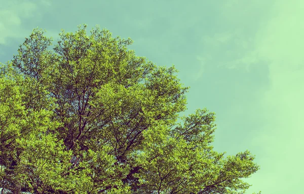 Árvore no fundo do céu azul — Fotografia de Stock