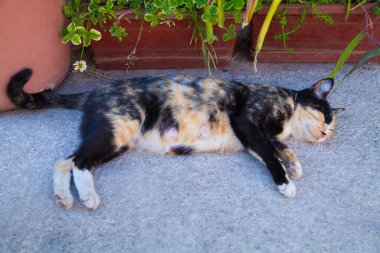 Evin bahçesinde bir kedi yatıyor..