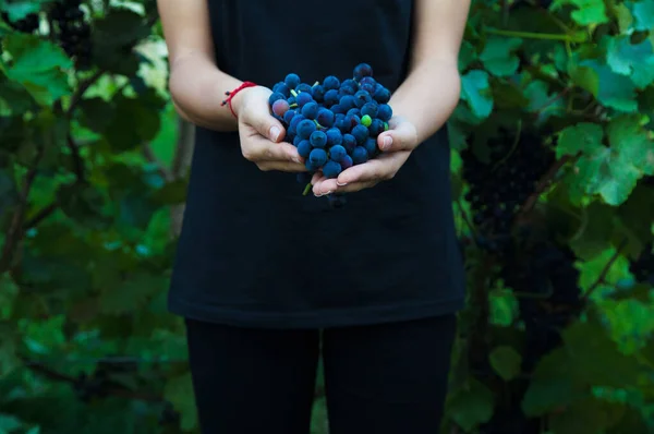 Vignoble Récolte Automne Des Grappes Raisins Fille Qui Ramasse Des — Photo