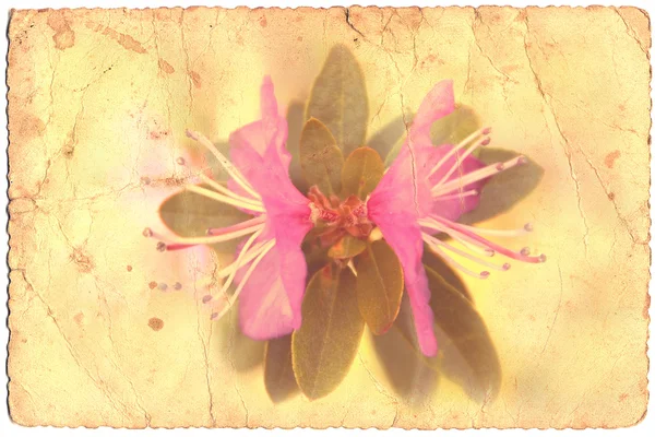 Vintage postcard, spring flower — Stock Photo, Image
