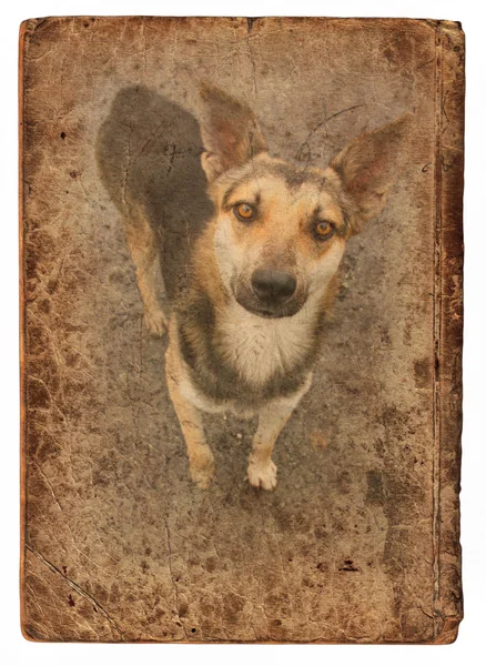 Grunge card, dog — Stock Photo, Image