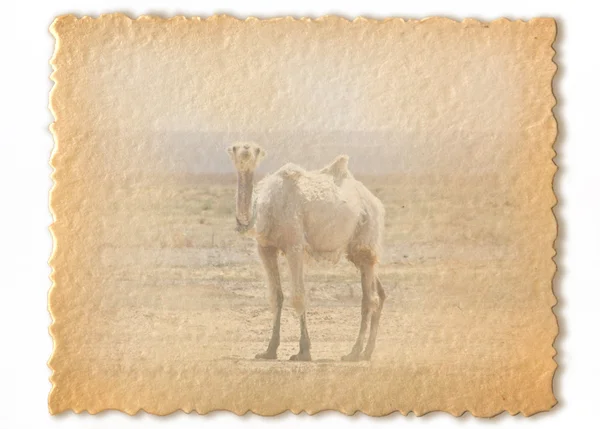 Retro card, wild camel — Stock Photo, Image