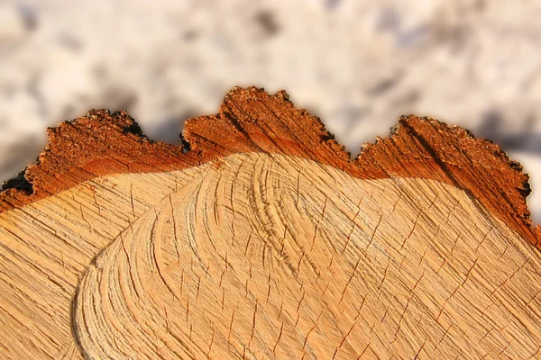 Abbattere un albero — Foto Stock