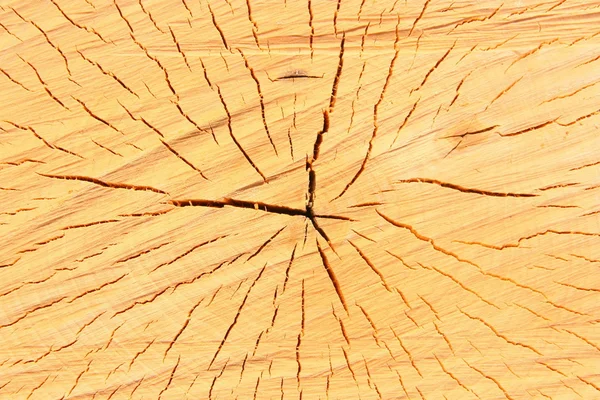 La texture du bois léger Images De Stock Libres De Droits