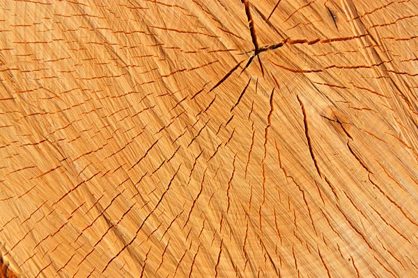 Текстура светлого дерева Стоковое Фото