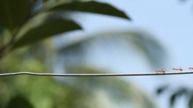 Kırmızı karıncalar ipinde yürümek