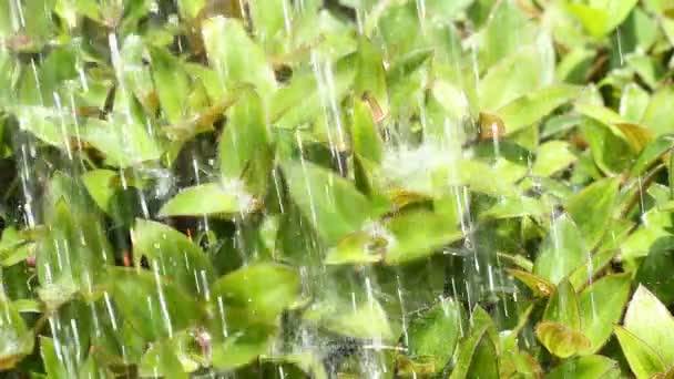 Bewateren van planten in het zonlicht — Stockvideo