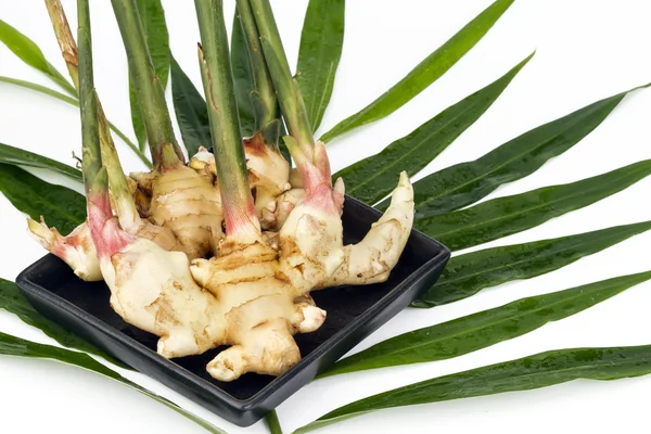 Siyah çanak yapraklarda ile taze genç Kızıllar