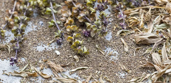 Sun Dried Culantro Sawtooth Coriander Seeds Flowers Leaves Scientific Name — Stock Photo, Image