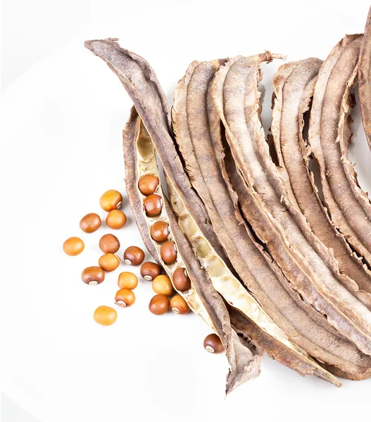 Dried Winged Bean seed and bean pod on white dish — Stock Photo, Image