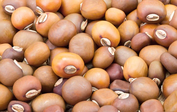 kurutulmuş kanatlı fasulye tohum kadar kapalı