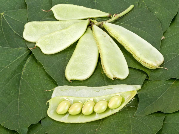 Sümbül Bean - Dolichos lablab L. yeşil yaprakları