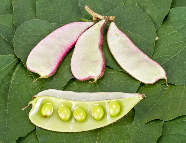 Hyacinth Bean - Dolichos lablab L. на зеленых листьях — стоковое фото