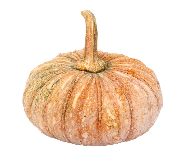 Calabaza - Cucurbita moschata Decne. - aislado —  Fotos de Stock