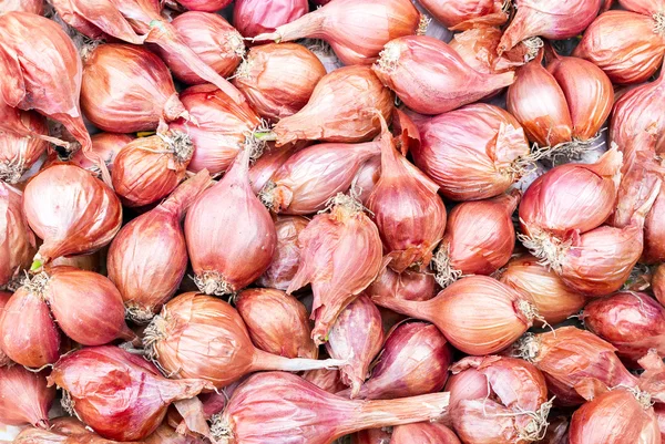 Soğancık - Asya kırmızı soğan - Allium ascalonicum. — Stok fotoğraf