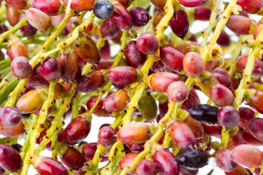 Palm çekirdek grup - riped kapandı