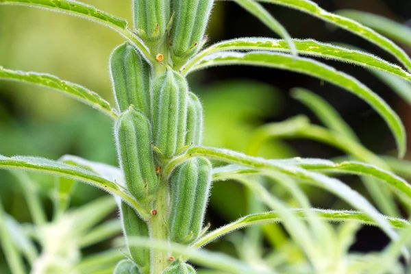 Planta de sésamo negro en la naturaleza Imágenes de stock libres de derechos