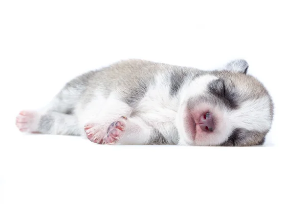 Sleeping puppy — Stock Photo, Image