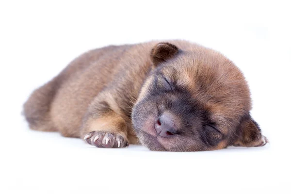 Cachorrinho adormecido — Fotografia de Stock