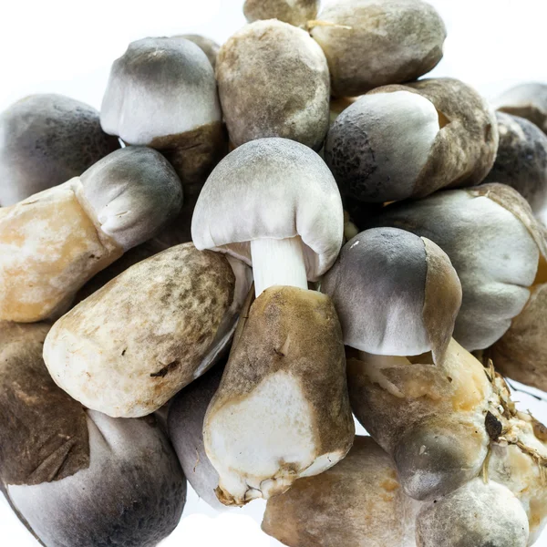 Rice straw mushrooms - Volvariella volvacea — Stock Photo, Image